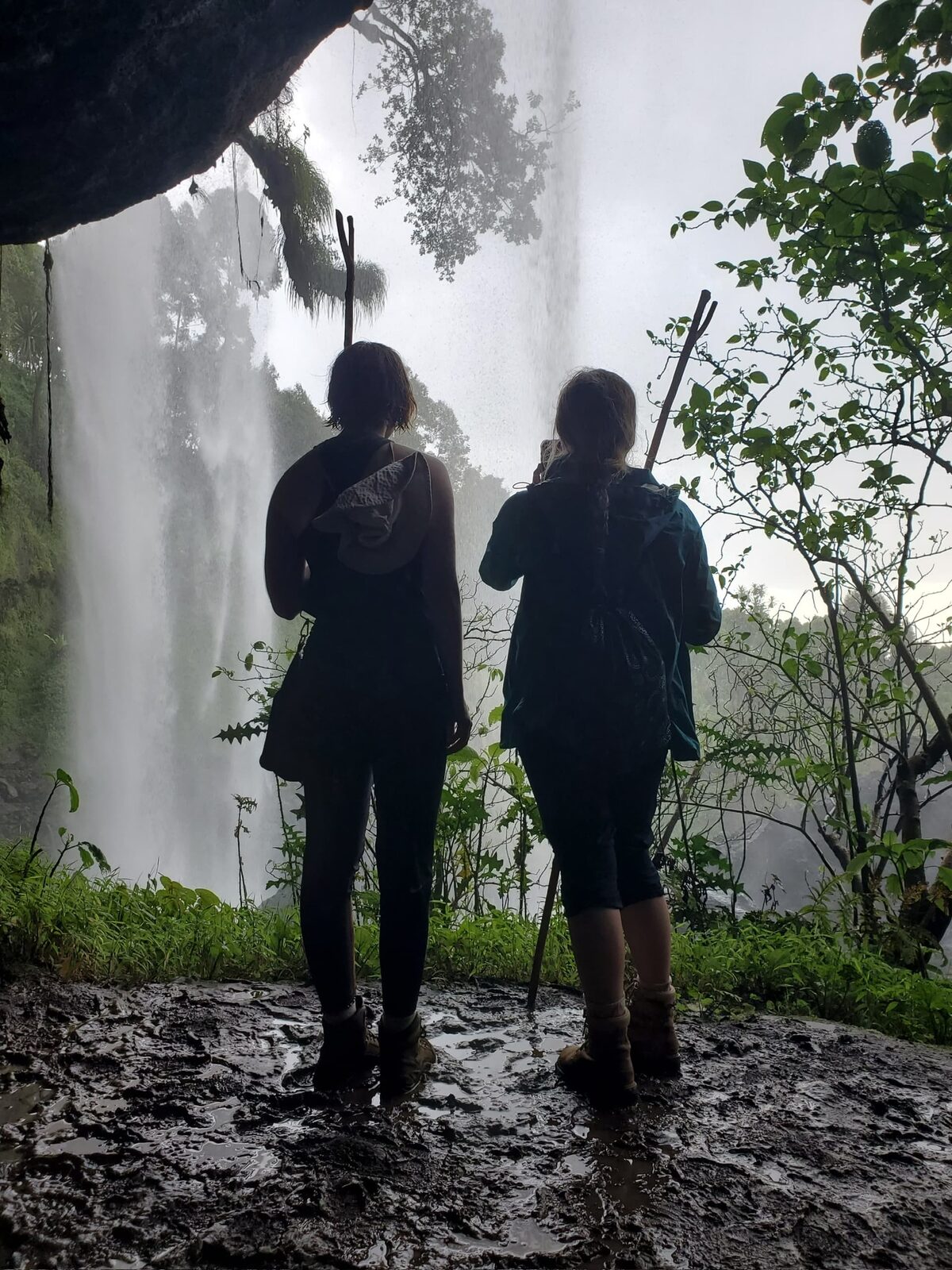 Mountain gorilla trekking in Bwindi, Uganda — Roots & Gorillas Programme