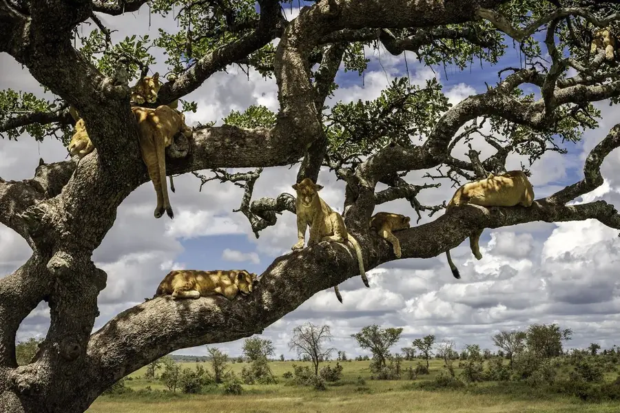 Queen Elizabeth National Park, Kazinga Channel, Uganda