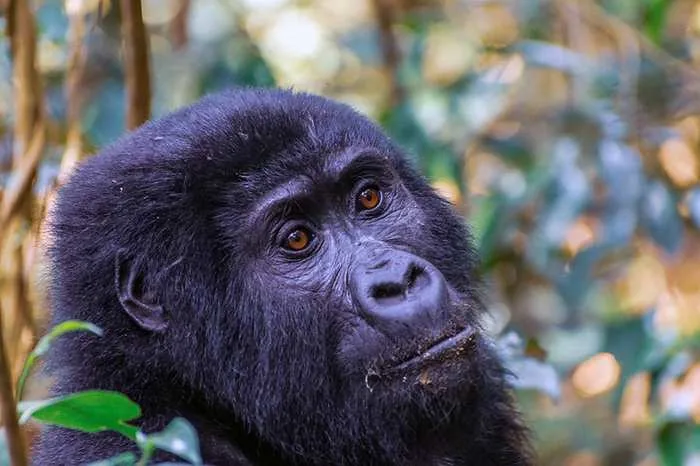 Mountain gorilla trekking, Bwindi Impenetrable Forest, Uganda