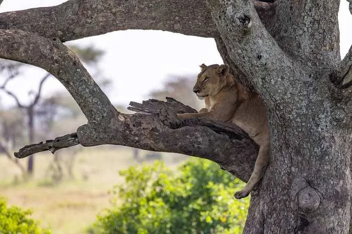 Gorilla trekking and tree-climbing lions, Uganda
