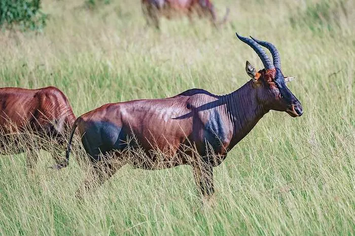 Game drive, Kidepo Valley National Park
